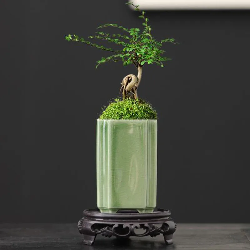 Vaso de Orquídea em Porcelana  - Bonsai Garden Art avaliação e preço
